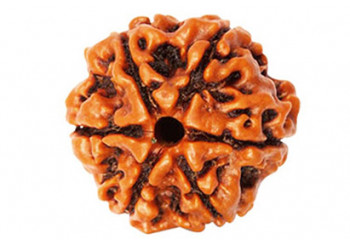 Bring Positive Effects In Life By Wearing Rudraksha