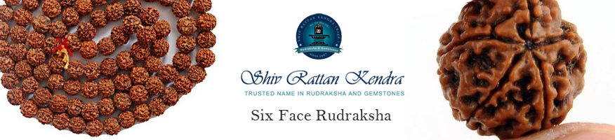 Six Face Rudraksha