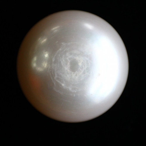 Natural Pearl (Moti) - 19.94 carats