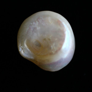 Natural Pearl (Moti) - 7.49 carats